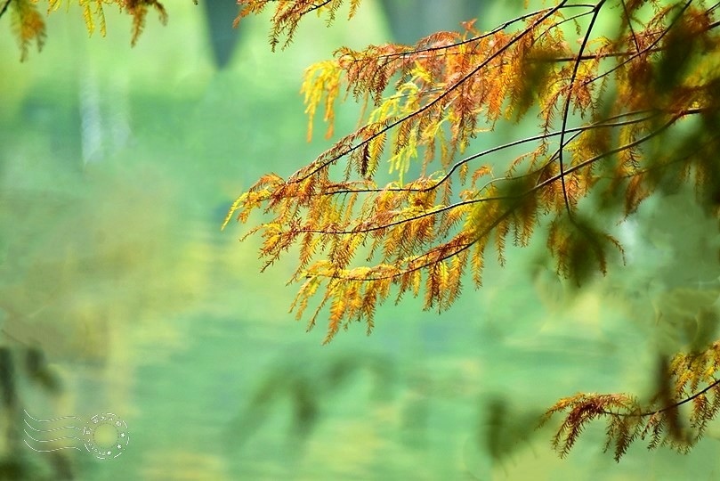 花蓮雲山水