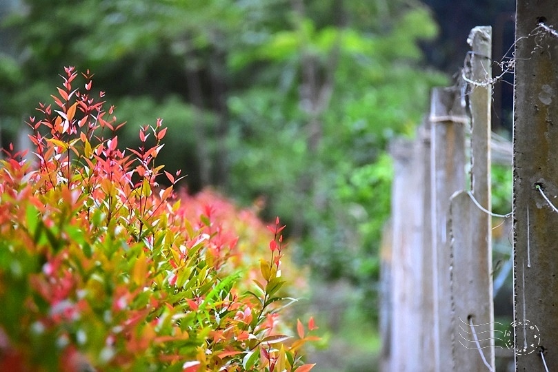 花蓮雲山水