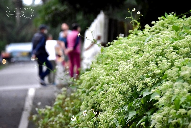 花蓮雲山水