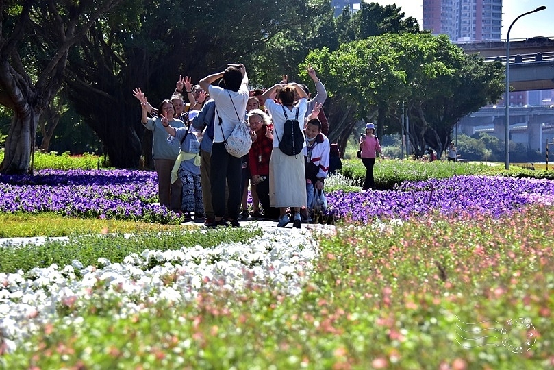 2023延平河濱公園花海