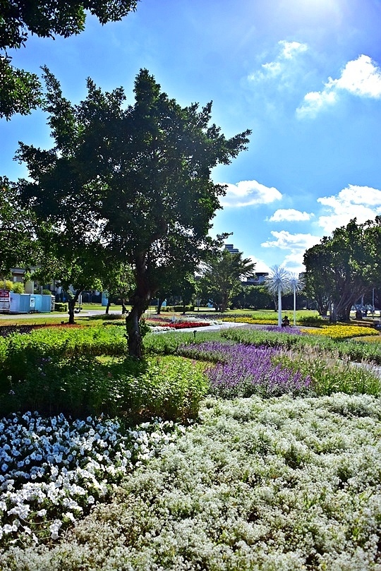 2023延平河濱公園花海