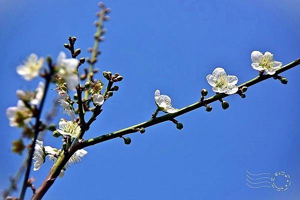 士林官邸:梅花