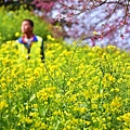 水里【阿本農場】