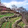 水里【阿本農場】