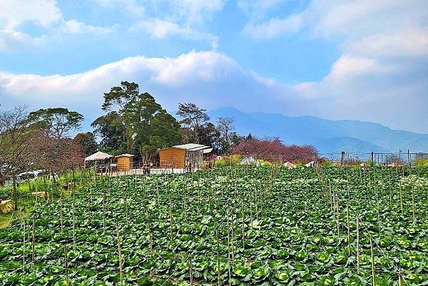 水里【阿本農場】