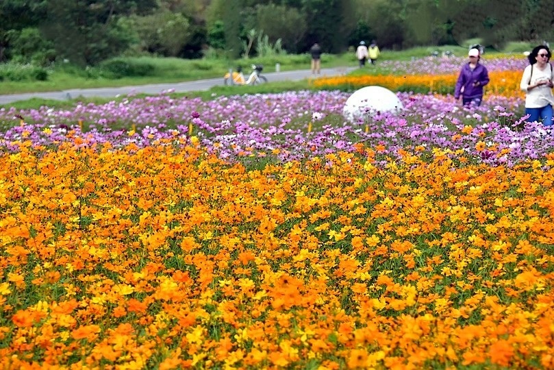 2024古亭河濱公園花海