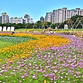 2024古亭河濱公園花海