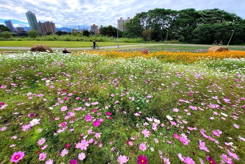 2024古亭河濱公園花海