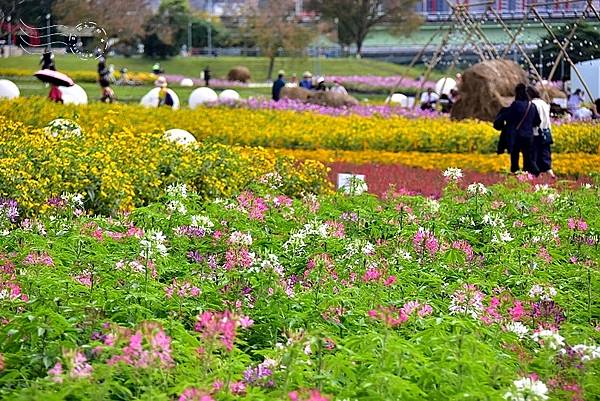 2024古亭河濱公園花海