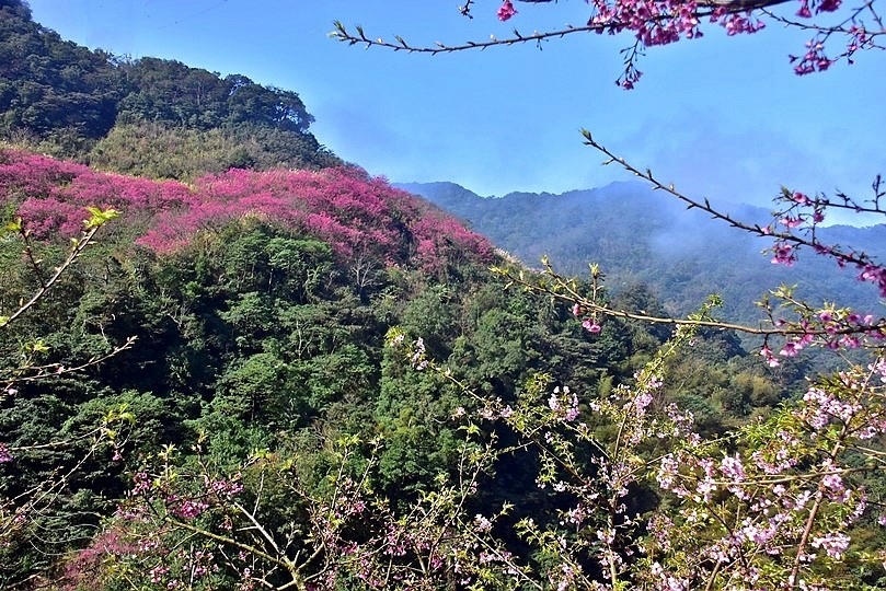 大熊櫻花林