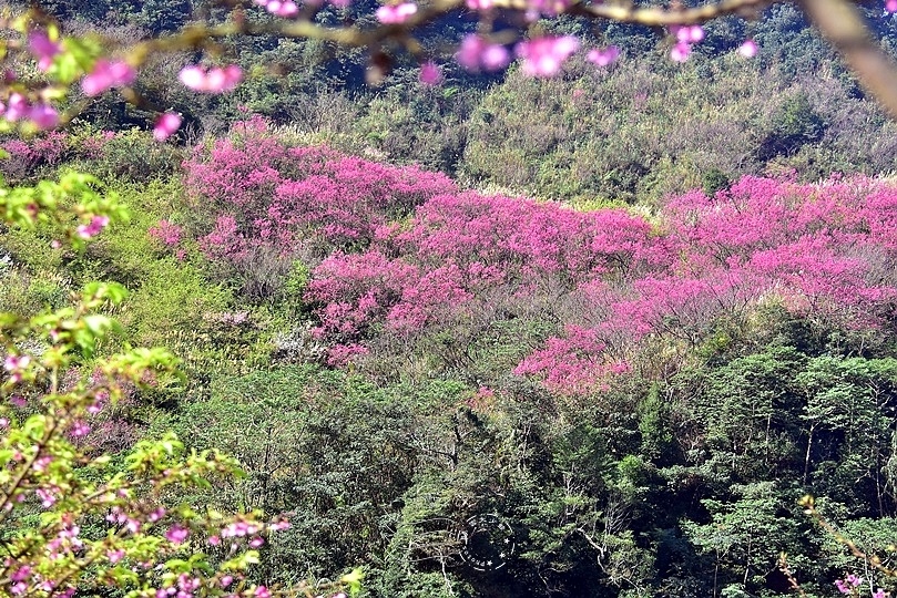 大熊櫻花林