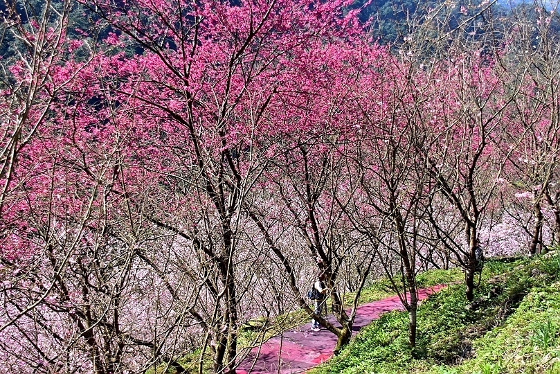 大熊櫻花林