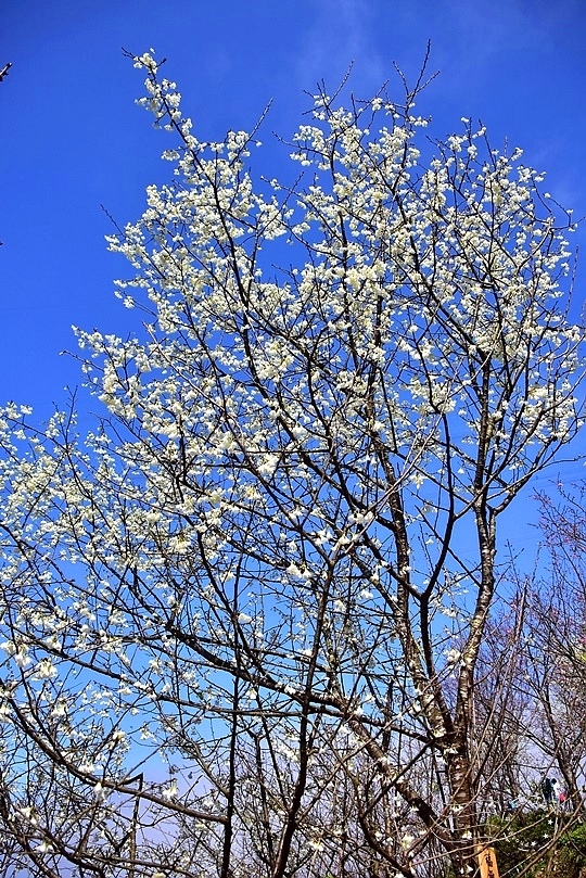 大熊櫻花林:福爾摩沙沙櫻