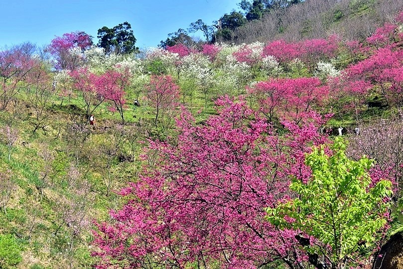 大熊櫻花林