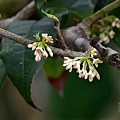 佛光山金光明寺桂花