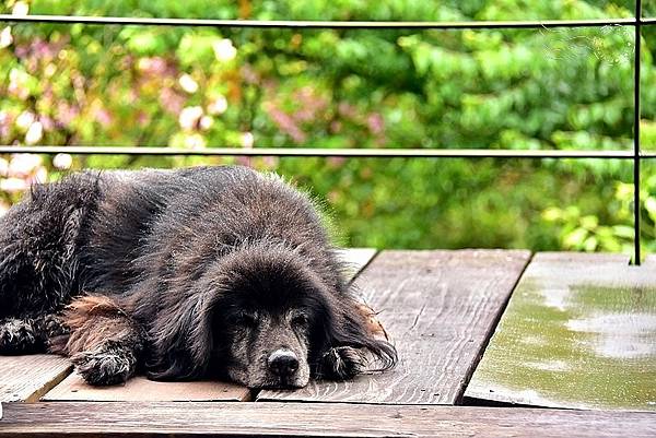 食養山房:獒犬