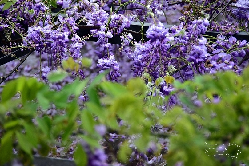 食養山房:紫藤花