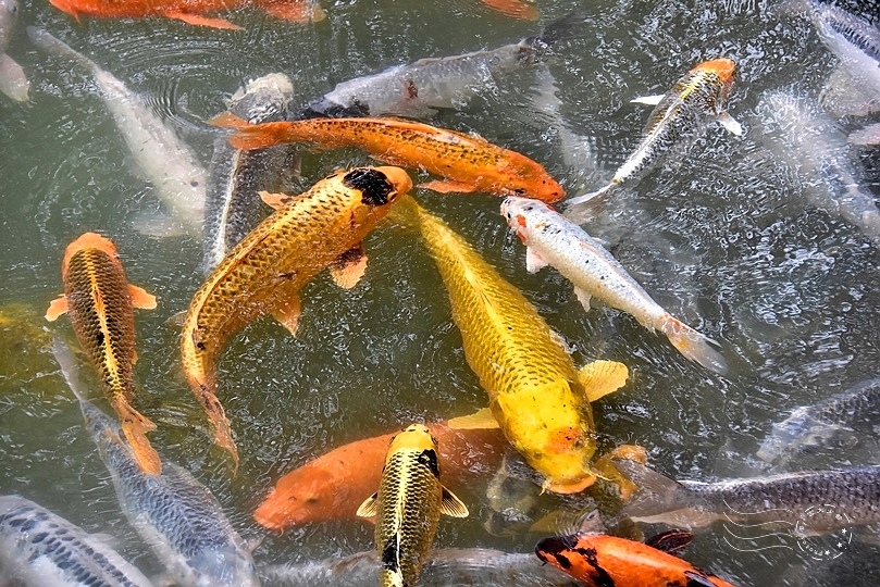 食養山房:錦鯉