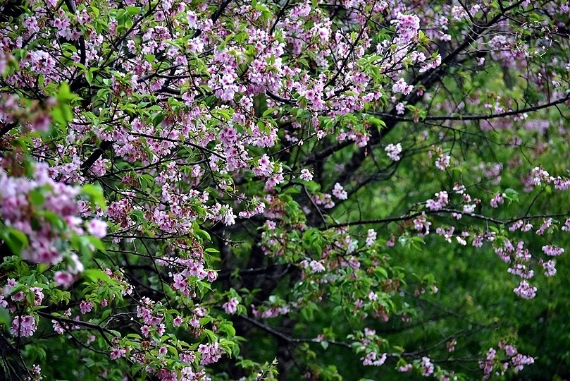 食養山房:吉野櫻