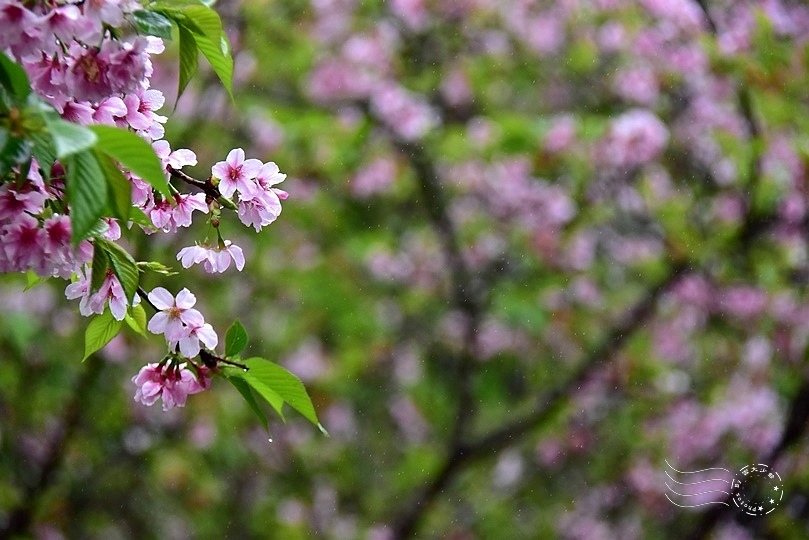 食養山房:吉野櫻