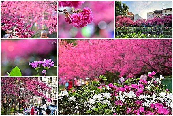 中壢莒光公園櫻花季