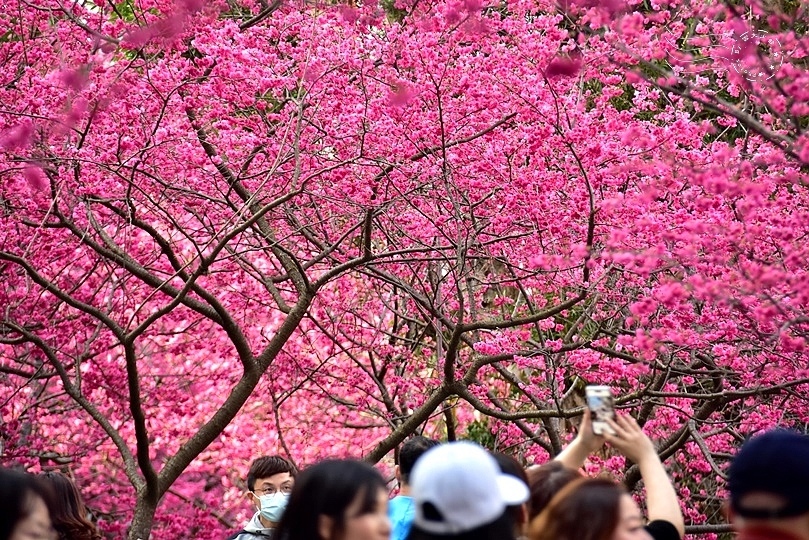 中壢莒光公園:八重櫻