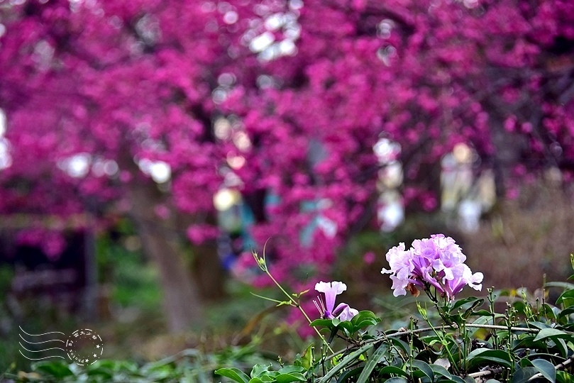 中壢莒光公園:蒜香藤