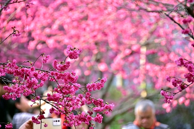 中壢莒光公園:八重櫻