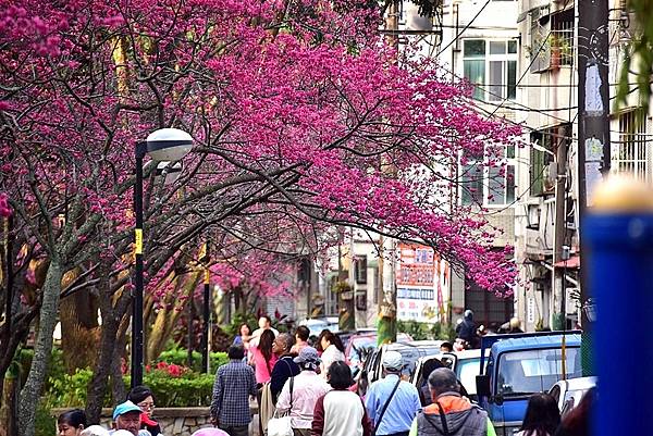 中壢莒光公園:八重櫻