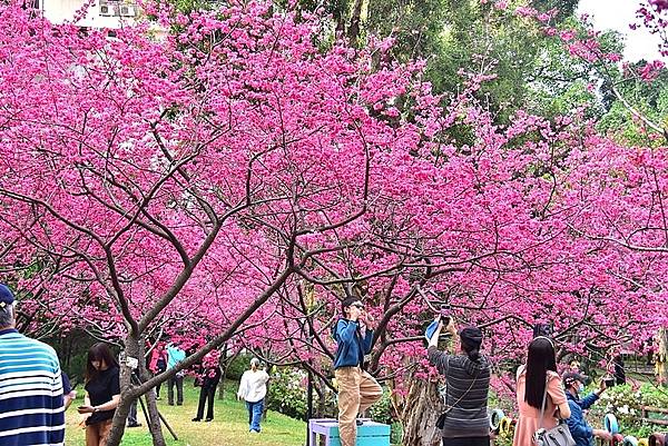 中壢莒光公園:八重櫻