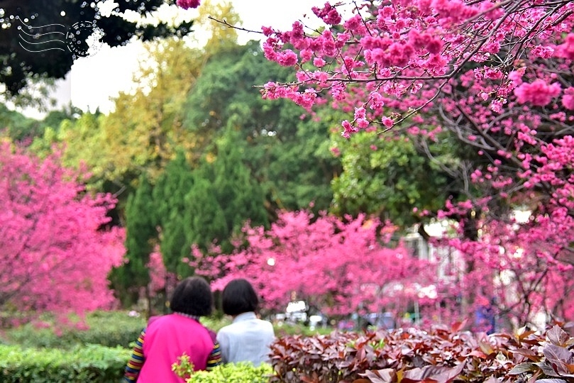 中壢莒光公園:八重櫻