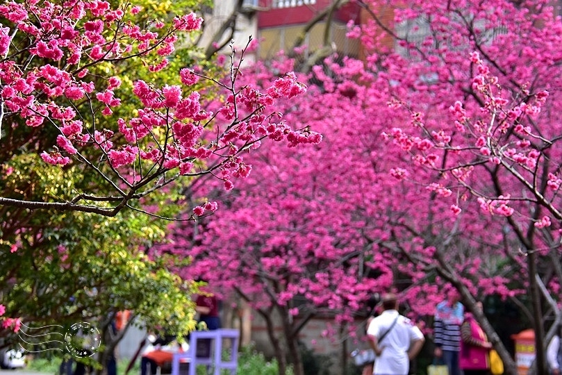 中壢莒光公園:八重櫻