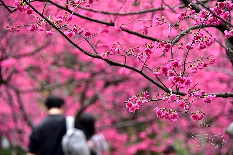 中壢莒光公園:八重櫻