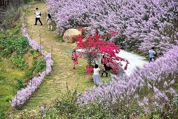 中寮瑰蜜甜心玫瑰園:麝香木