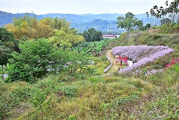 中寮瑰蜜甜心玫瑰園:麝香木