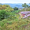 中寮瑰蜜甜心玫瑰園:麝香木