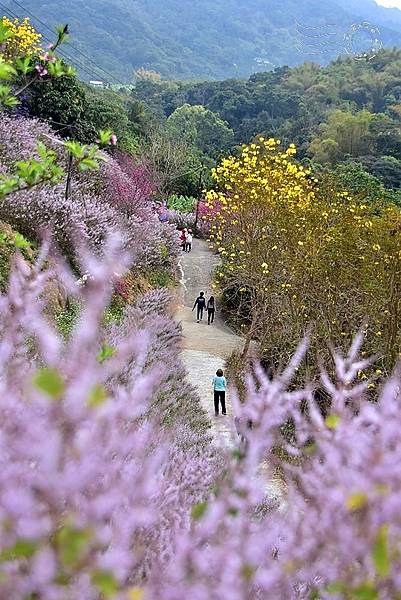 中寮瑰蜜甜心玫瑰園