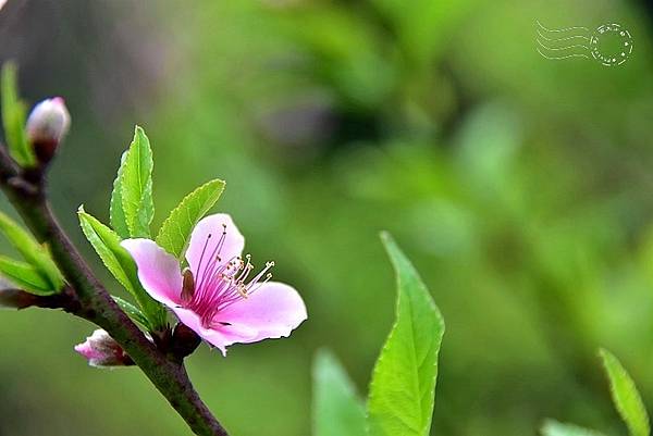 中寮瑰蜜甜心玫瑰園:碧桃