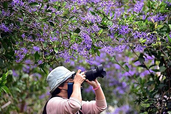 中寮瑰蜜甜心玫瑰園:錫葉藤