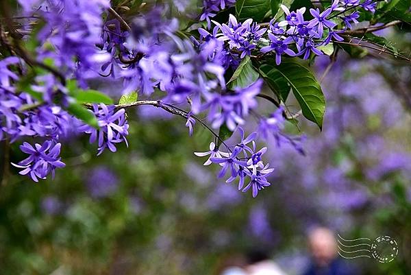 中寮瑰蜜甜心玫瑰園:錫葉藤