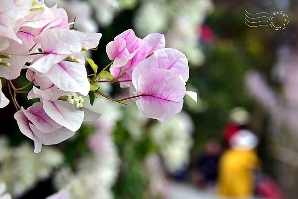 中寮瑰蜜甜心玫瑰園:九重葛