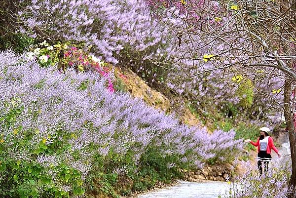 中寮瑰蜜甜心玫瑰園:麝香木