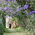 中寮瑰蜜甜心玫瑰園:錫葉藤