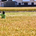 大雅小麥田