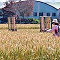 大雅小麥田