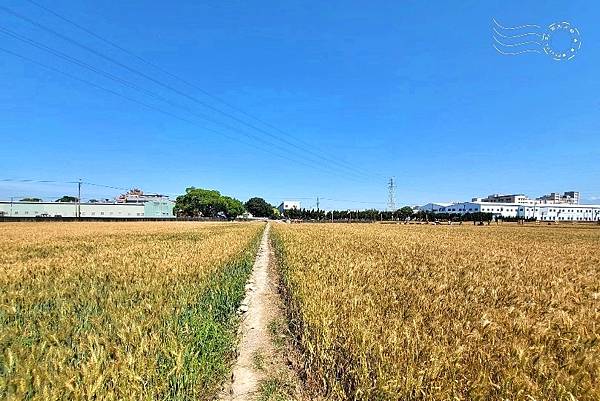 大雅小麥田