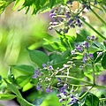 大雅小麥田苦楝花