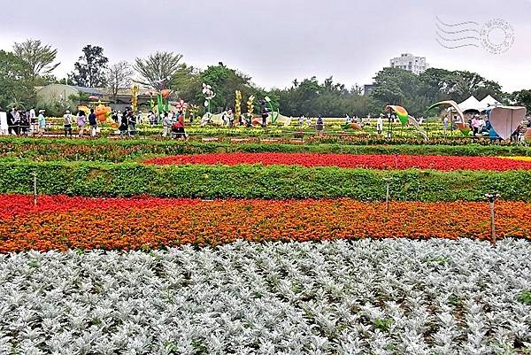 2024桃園彩色海芋季