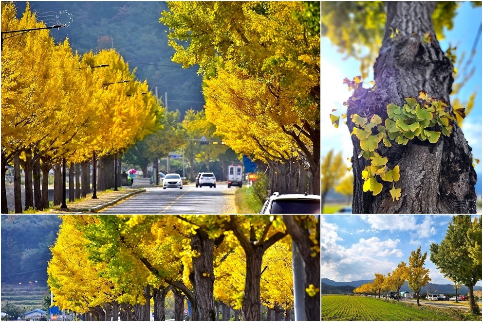 慶州【統一殿銀杏大道】 慶州【統一殿銀杏大道】