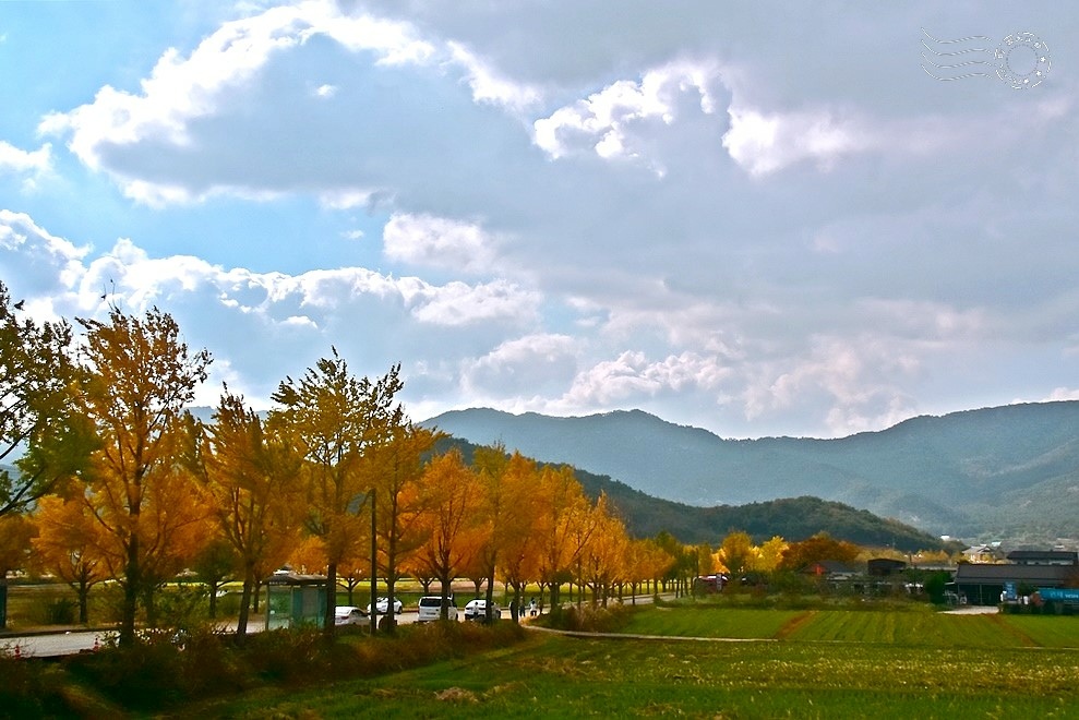 慶州【統一殿銀杏大道】